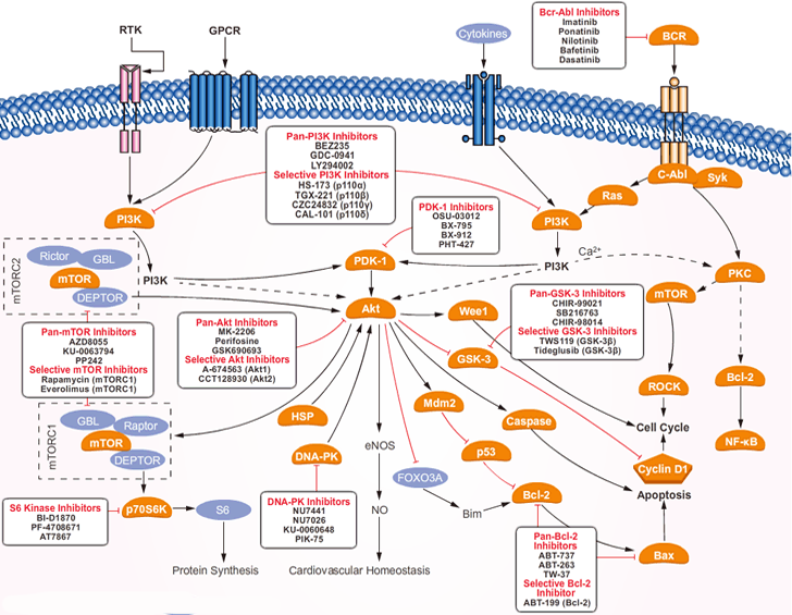 PI3K Signaling Pathway