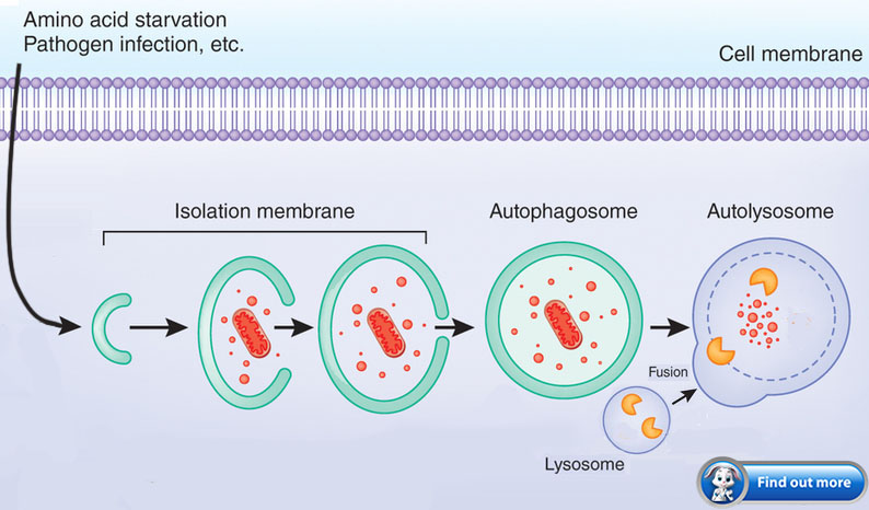 Autophagy Process