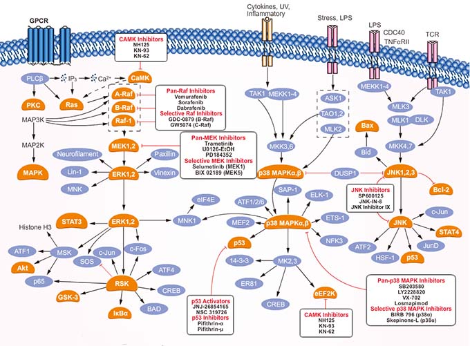 Selleck Inhibitors