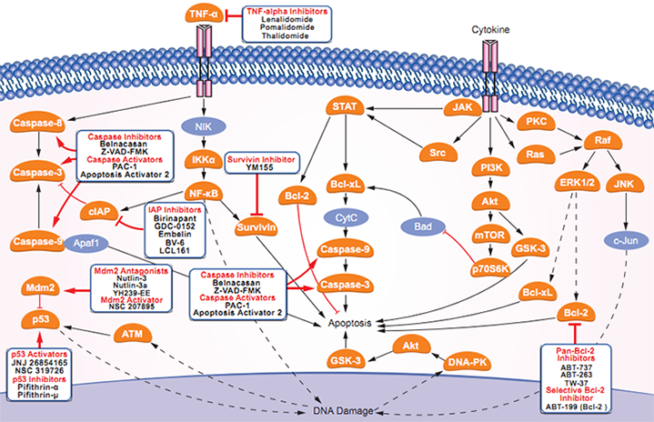 Apoptosis Signaling Pathway map