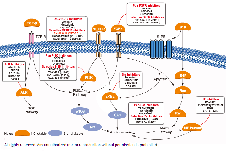 Angiogenesis Signaling Pathway map