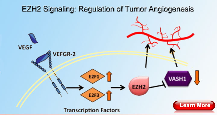 Angiogenesis Signaling Pathway