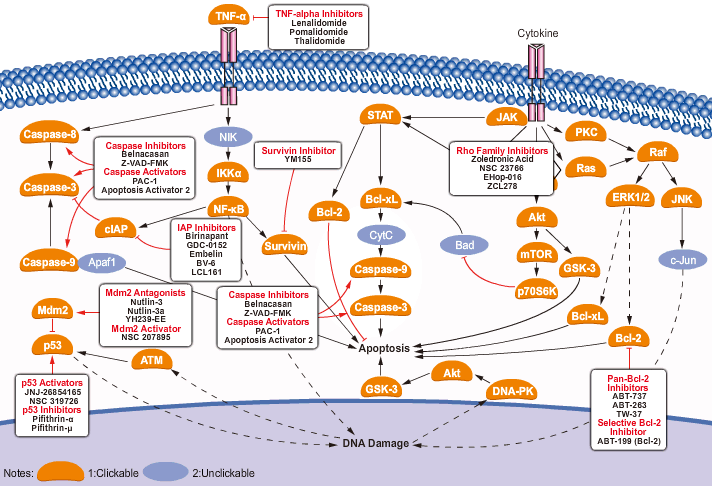 Apoptosis Signaling Pathway map